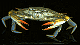 Click to enlarge