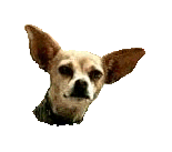Ay Chihuahua