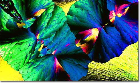 Electron Micrograph of Beer