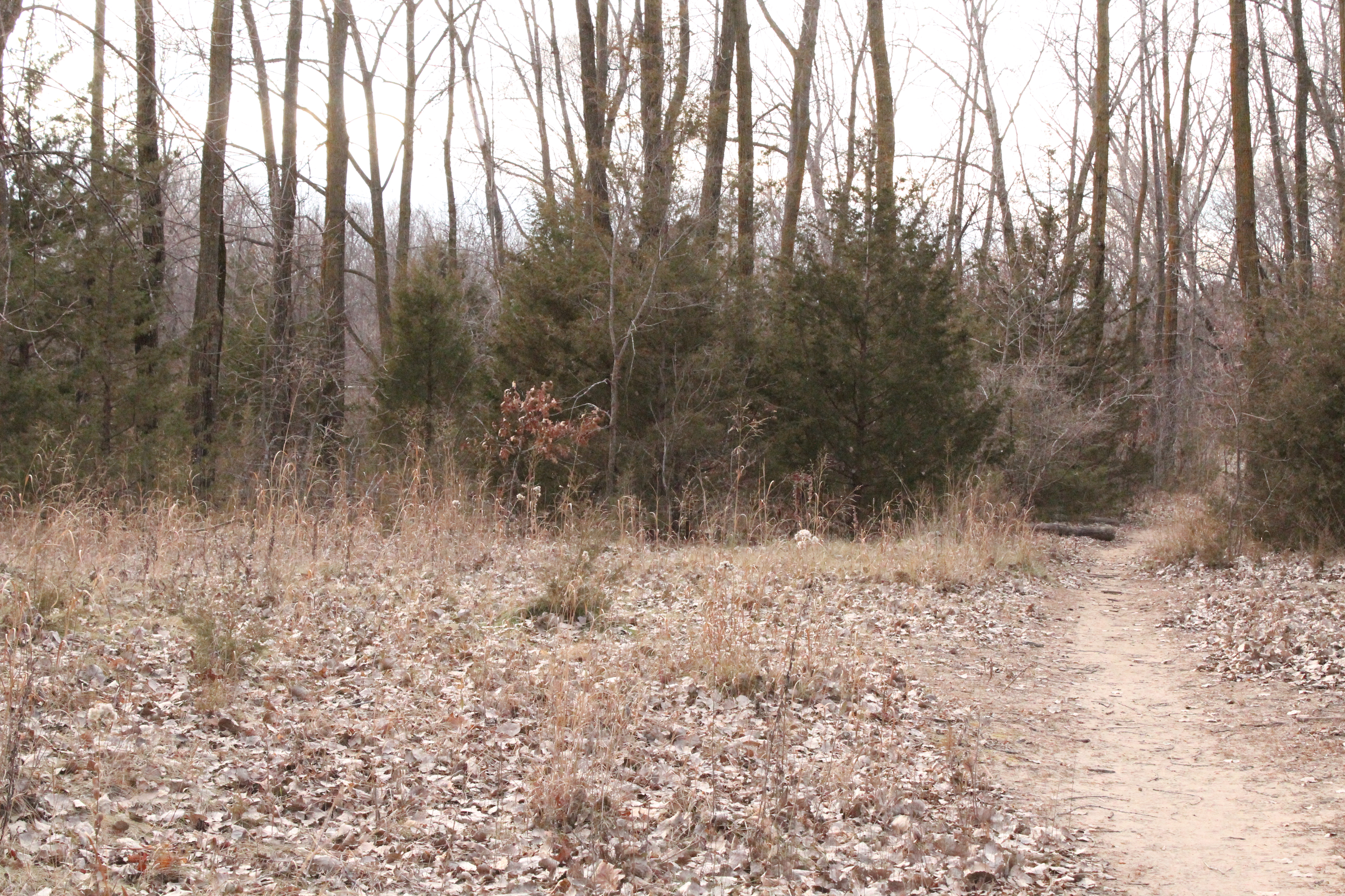 Forest Path