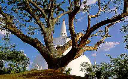 Anuradhapura Buddha