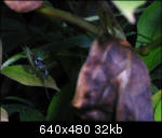 Praying mantis says Grace