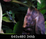 Praying mantis says Grace
