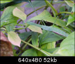 Praying mantis has dinner---Mmmmmm...