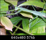 Praying mantis caught in a flash