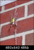 Big spider on porch