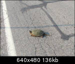 Snapper in the road