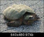 Snapper in the road