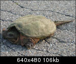 Snapper in the road
