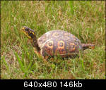 Plain ol' turtle