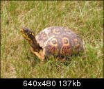 Plain ol' turtle