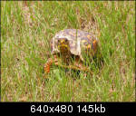 Plain ol' turtle