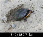 Turtle digging in