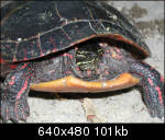 Turtle going into his shell
