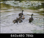 Family of geese