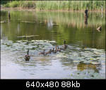 Family of geese swimming away