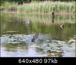 Family of geese swimming farther away