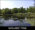 A wider view of the geese swimming away