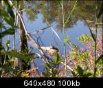 Turtle on a log