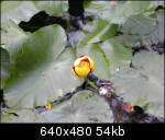 Water Lily