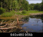 Pond in the woods