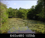 Pond in the woods