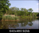 Pond in the woods