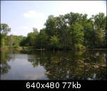 Pond in the woods