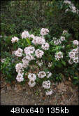 Laurel bush