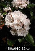 Laurel close-up