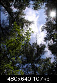 Sun shining down through the tree tops