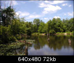 Tranquil pond
