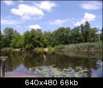 Tranquil pond