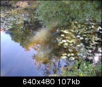 Reflections on murky water