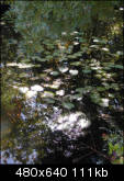 Sunlight on water lilies