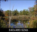 Pond in early fall