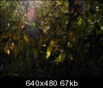 A "mistake"---Dense low growth seen up close, looks like jungle