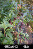 Wild berries
