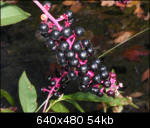 Wild berries