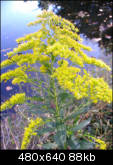 Golden weed with small bees