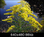 Golden weed with small bees