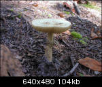 A wild mushroom