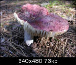 Another wild mushroom