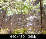 Looking through the thorny brush to a pond