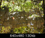 Looking through the thorny brush to a pond