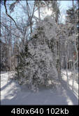 Tree with "star" on top