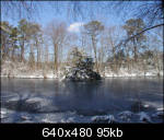 Fallen tree over pond
