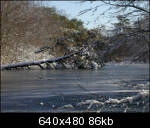 Fallen tree viewed from end bank of pond