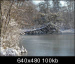 Fallen tree and "#1 finger" viewed from edge of bank