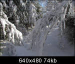 Path blocked by low hanging snow-covered branches
